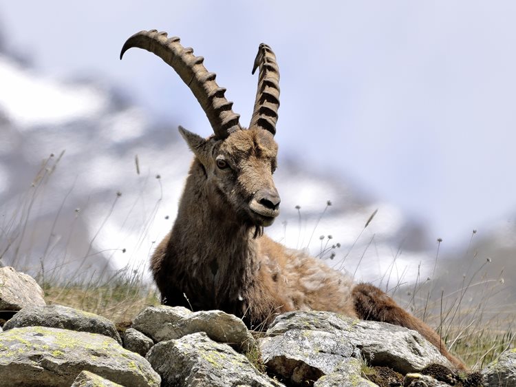 Wildtiere beobachten