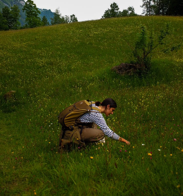 Kräuterwanderung mit Wildpflanzen-Kochkurs