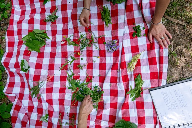 Outdoor Teamkochen mit Kräuterwanderung